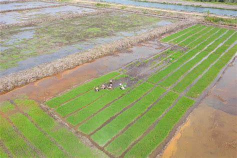 Pemerintah Siapkan Program Cetak Sawah Perkuat Ketahanan Pangan