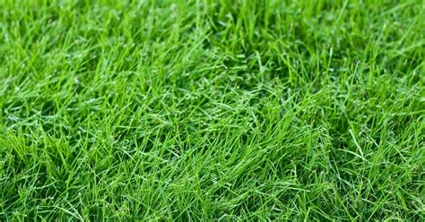 Fescue Grass Ultimate Guide On Growing Tall Fescue Grass Fine