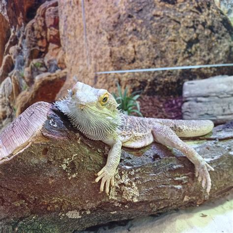 Emporia - 🦎 **Spotlight on Bearded Dragons!** 🦎 Did you know Bearded