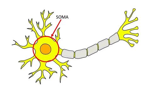 Soma - definition