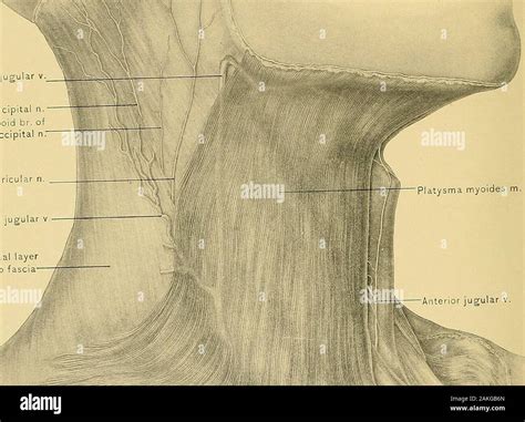 Venas yugulares del cuello fotografías e imágenes de alta resolución