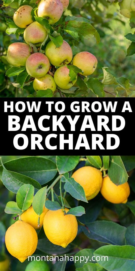 How To Plan A Backyard Orchard Homestead Garden Fruit Trees Backyard Fruit Garden Layout