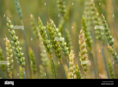 Wheat ears close-up horizontal Stock Photo - Alamy