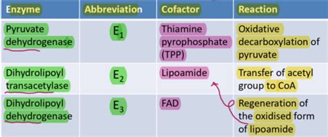 Bcp Pyruvate Dehydrogenase Complex And The Citric Acid Cycle Flashcards Quizlet