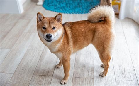 Red Shiba Inu: History & Facts (With Pictures) | Pet Keen