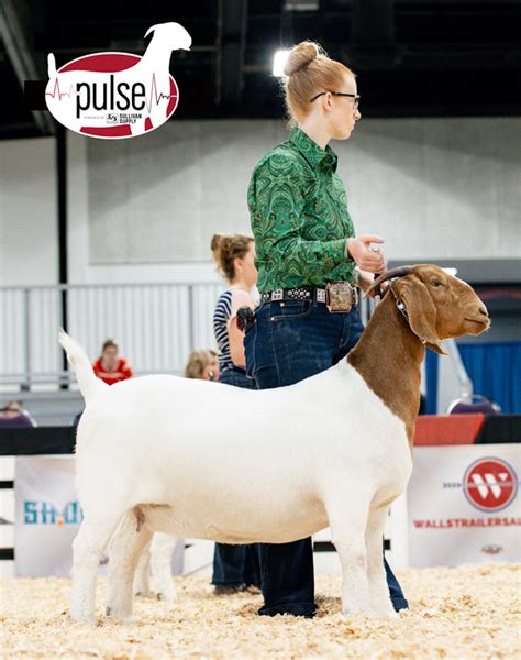 American Boer Goat National Show Junior Bred Owned Percentage Does