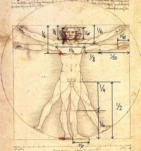 Леонардо да винчи работа по идеальным пропорциям фигуры человека фото