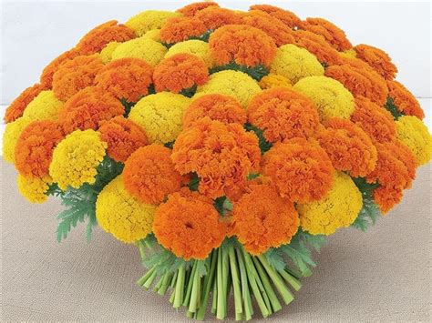 Marigold Flower: A Comprehensive Guide Meaning and Symbolism - FloristEmpire