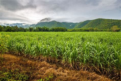 Sugarcane Plant Britannica