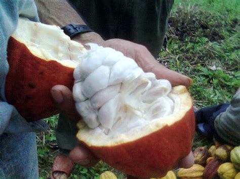 Realizarán Video Sobre Auge Cacaotero El Diario Ecuador