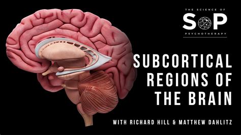 What Are The Subcortical Regions Of The Brain Youtube