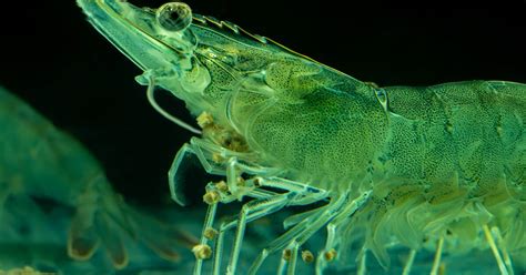 Aller Aqua launches shrimp RAS feed line | The Fish Site