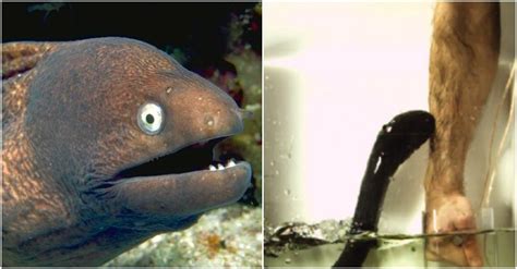 Footage Shows Scientist Letting Electric Eel Shock His Arm For Groundbreaking Experiment - Viraly