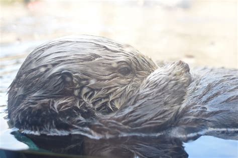 Economic Benefits Of Reintroducing Sea Otters To The Oregon Coast The