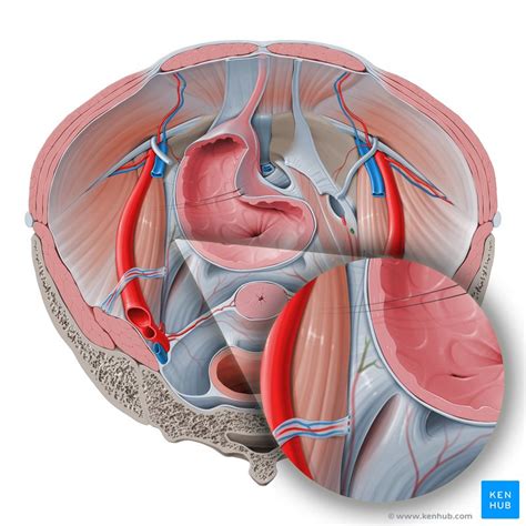 Superior vesical artery: Anatomy, branches, supply | Kenhub