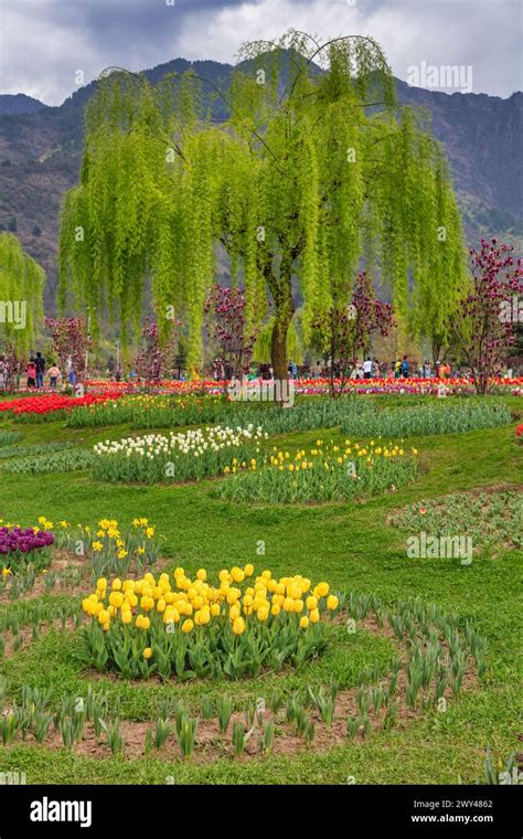 Indira Gandhi Memorial Tulip Garden Srinagar Kashmir India Stock