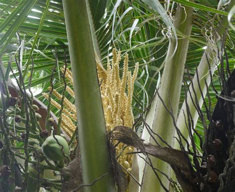 Cocos Nucifera Pha Tad Ke Botanical Garden