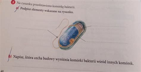 Na Rysunku Przedstawiono Komurk A Podpisz Elementy Wskazane Na