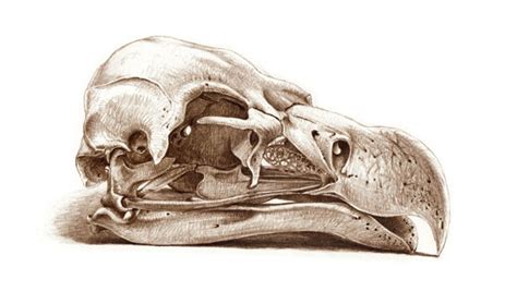 Bird Skull Anatomy