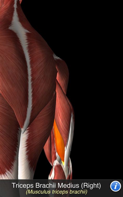 Triceps Brachii Medius Nel 2024 Anatomia Muscolare Anatomia Muscoli