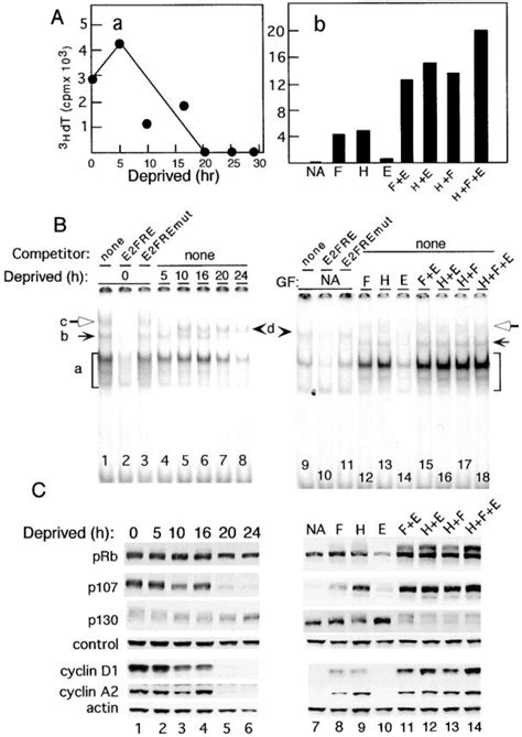 Growth factor regulation of E2F DNA binding activity and expression of ... 