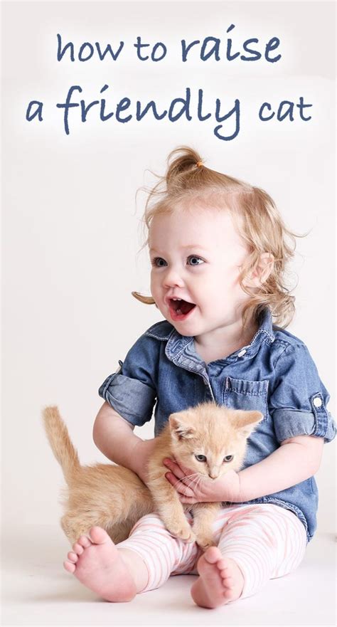 How To Raise A Friendly Cat Kitten And Rescue Cat Socialization