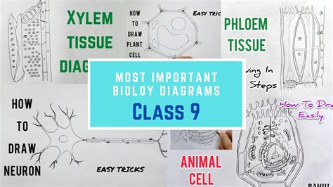 Most Important Diagrams Class You Must Practice How To Draw