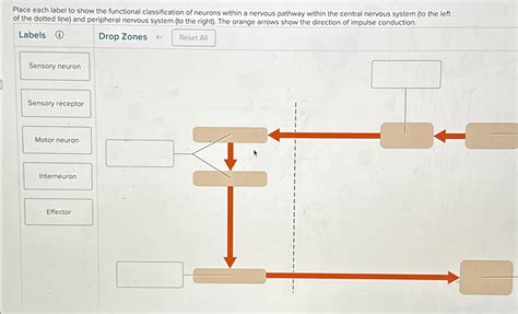 Solved Place Each Label To Show The Functional