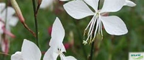 Gaura Lindheimeri Whirling Butterfly Von Bruns Pflanzen