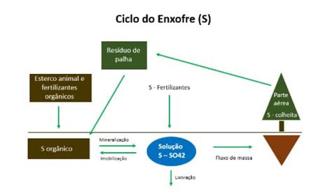 Enxofre No Café Veja Funções Ciclo E Sintomas De Deficiência