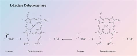 Recent Update On Human Lactate Dehydrogenase Enzyme (hLDH5), 52% OFF