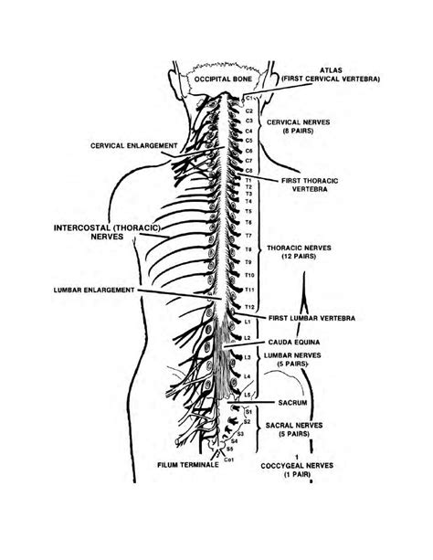 Figure 1 7 Spinal Cord And Spinal Nerves The Central Nervous System