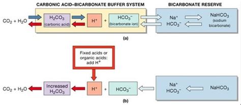 Electrolytes Acid Base And Other Assay S Flashcards Quizlet