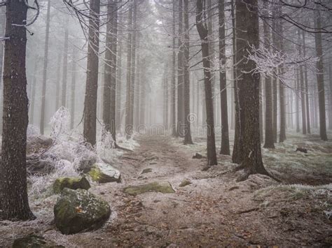 Spooky and Gloomy Forest during Winter, Covered with Fog and White Snow ...