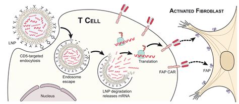 Mrna Lnp