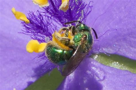 Bright Green Sweat Bee Augochlorella Bugguidenet