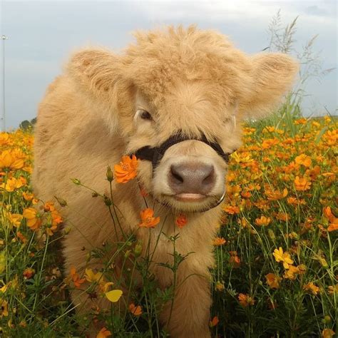 Fluffy Cows