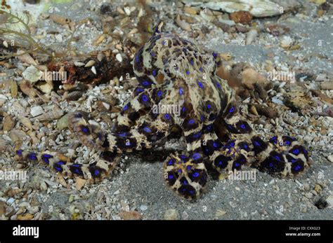 Blue Ringed Octopus Eating A Crab