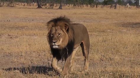 Hunter Guide Accused Of Poaching In Cecil The Lions Death Faces Charges Cnn