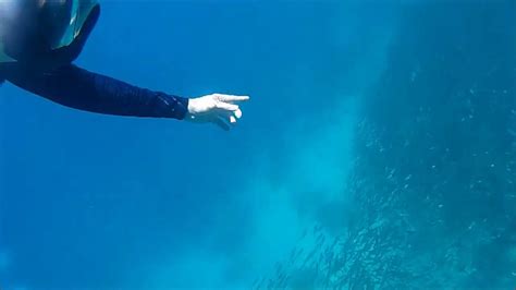 school  fish matang baka youtube