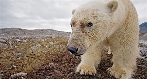 Cuatro Estrategias De Los Osos Polares National Geographic En Espa Ol