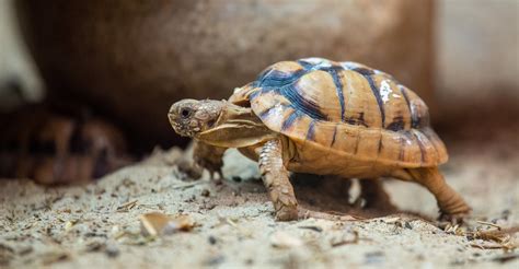 Egyptian Tortoise | Starmind Conservation