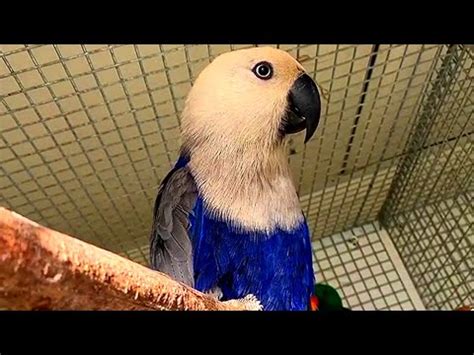 Eclectus Parrots Blue Mutation Beautiful Cute Parrot Youtube