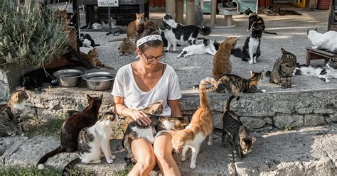 Samos Cat Rescue: enjoy a day hugging stray cats