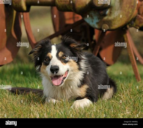 welsh sheepdog Stock Photo - Alamy