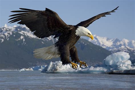 The Bald Eagle – Our National Bird