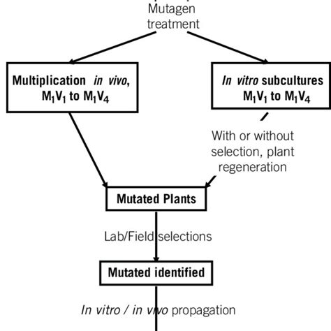 1 A Schematic Diagram Of Mutation Breeding And Use Of In Vitro Download Scientific Diagram