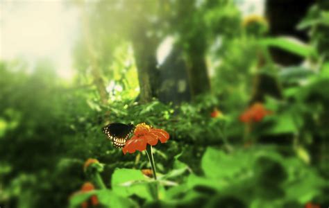 Bildet Natur Skog Gress Anlegg Plen Eng Blad Blomst Sommer