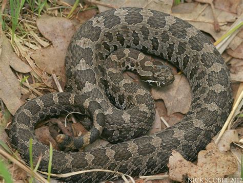 Eastern Massasauga Rattlesnake Flickr Photo Sharing