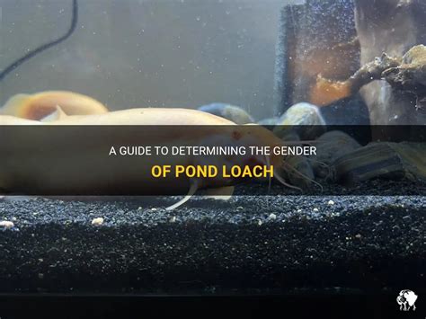 A Guide To Determining The Gender Of Pond Loach Petshun